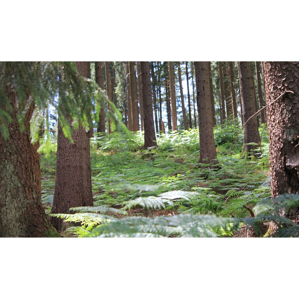 Botanik: Wälder der Welt