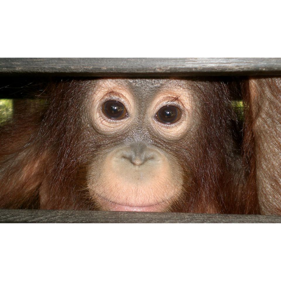 Menschenaffen: Orang-Utans