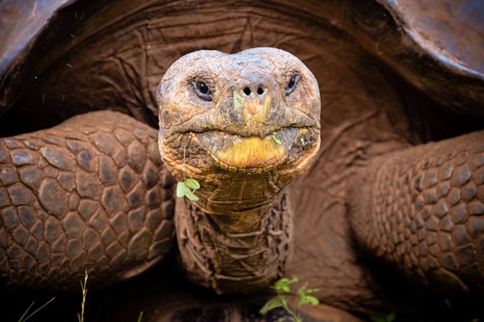 Gib mir fünf: Fünfmal staunen über Schildkröten