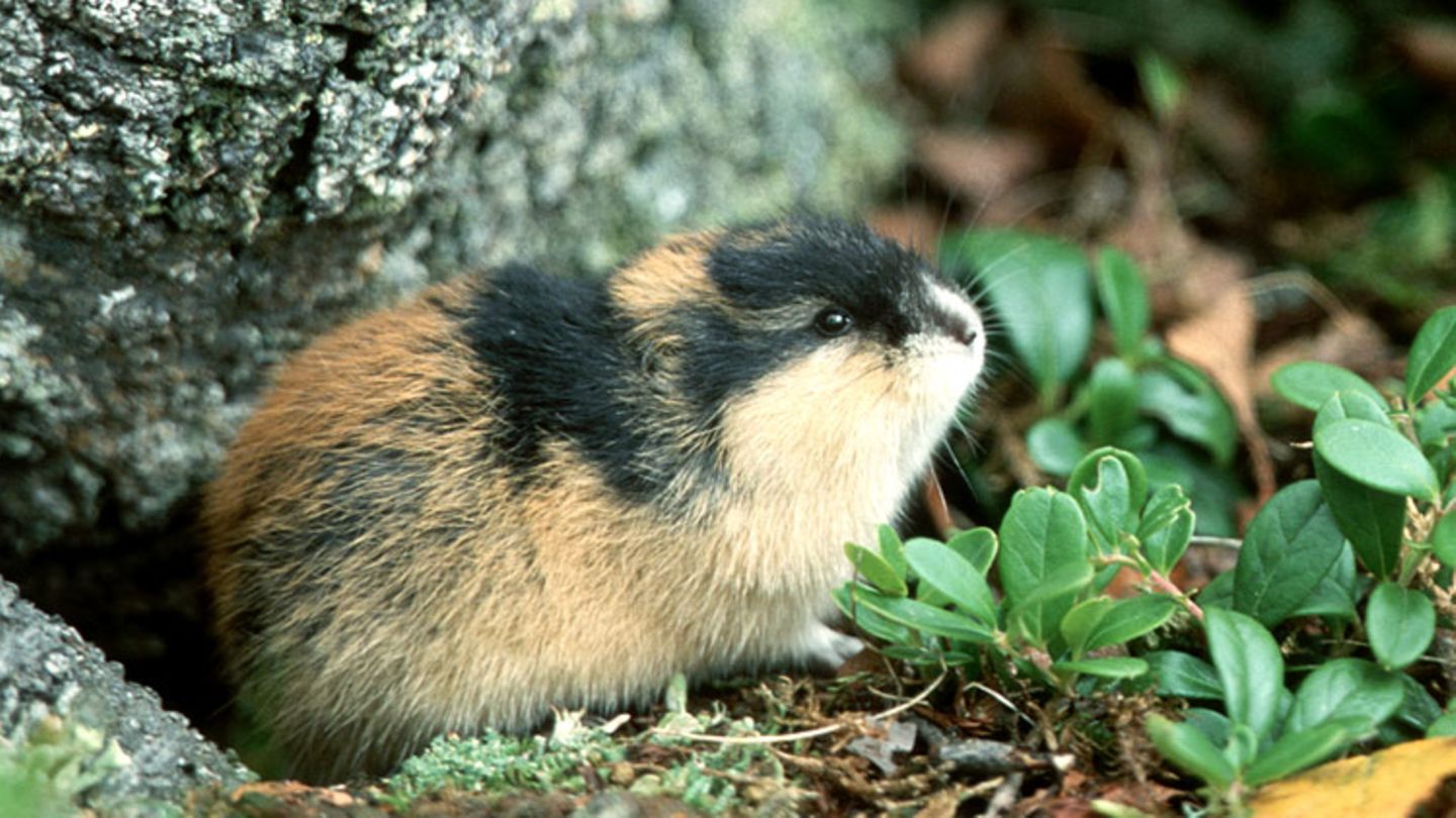Die Lemminge und das große Fressen [GEOLINO]