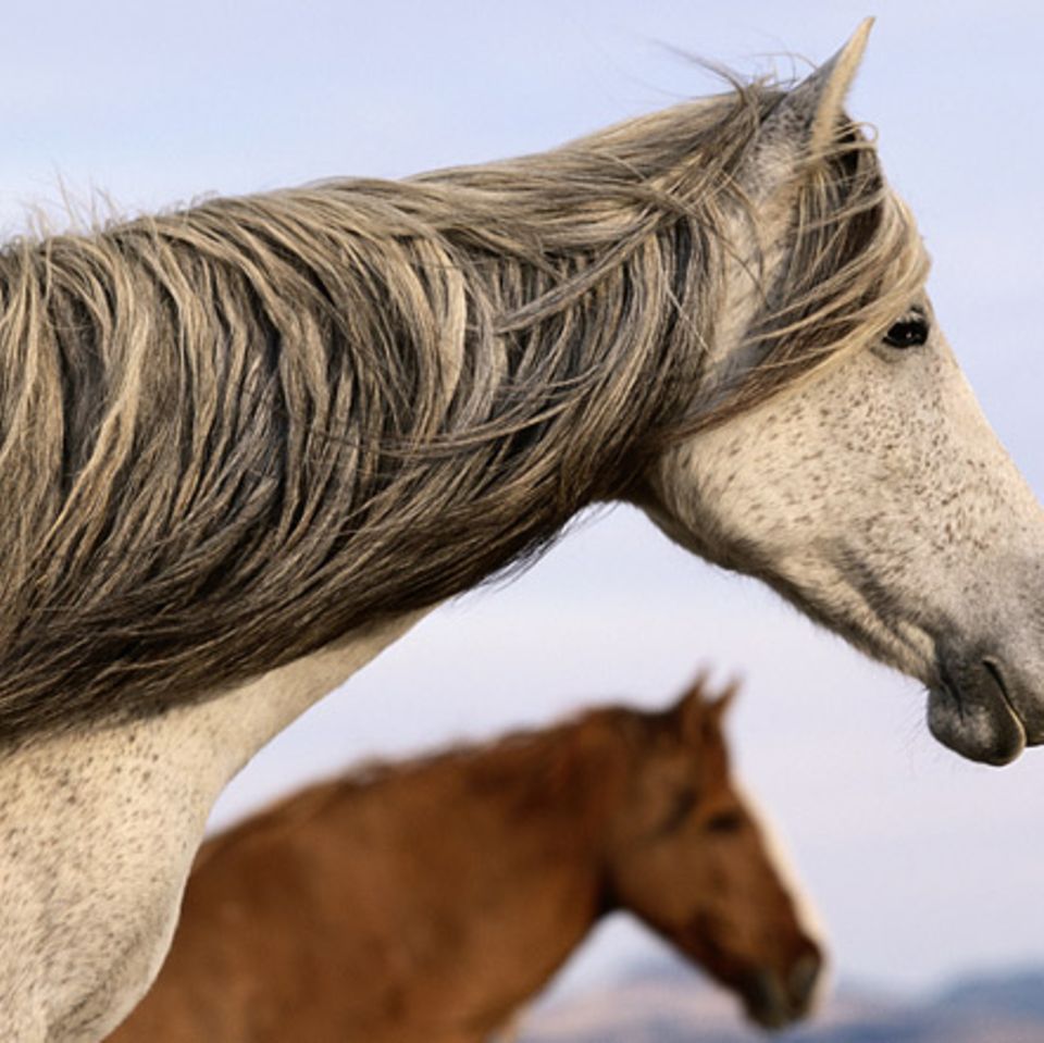 Pferde: Mustangs: Die Geschichte der wilden Streuner
