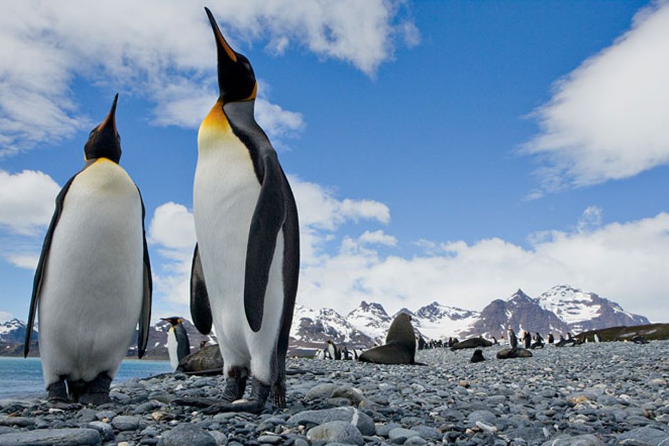 Tiere: Pinguine: Tauchende Vögel