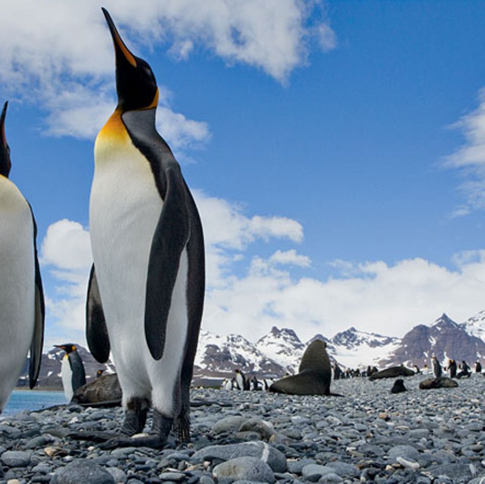Tiere: Pinguine: Tauchende Vögel