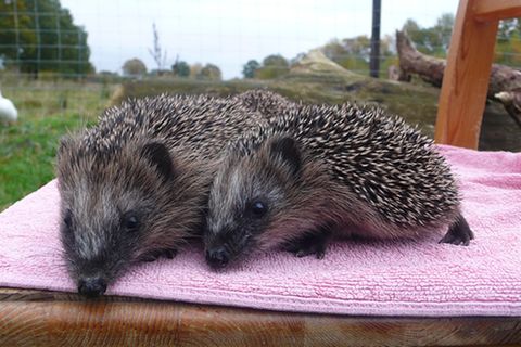 Igel in Not: So könnt ihr den Igeln helfen