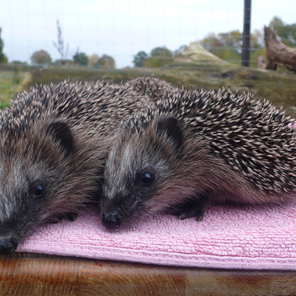 Igel in Not: So könnt ihr den Igeln helfen