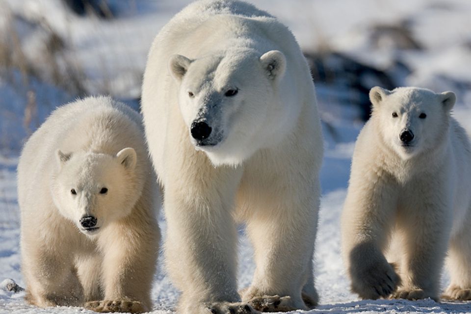 Eisbären: Eisbären: Räuber auf vier Pranken