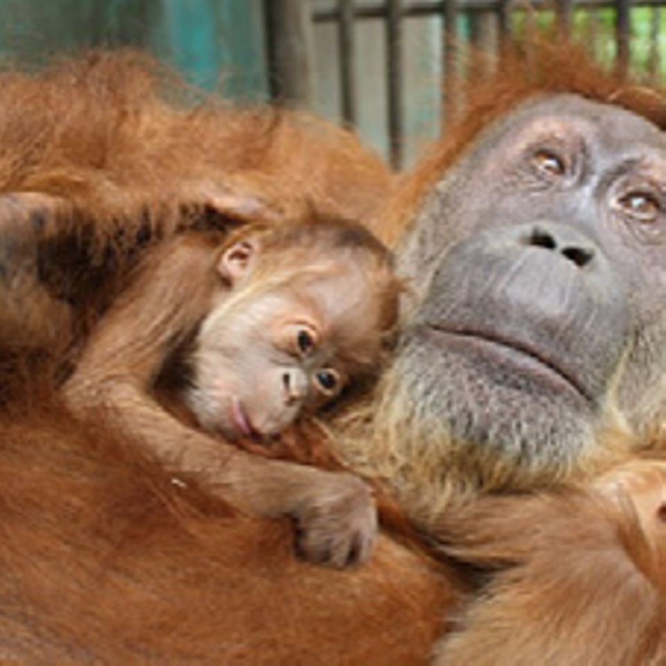 Orang-Utan-OP: Mama kann wieder sehen