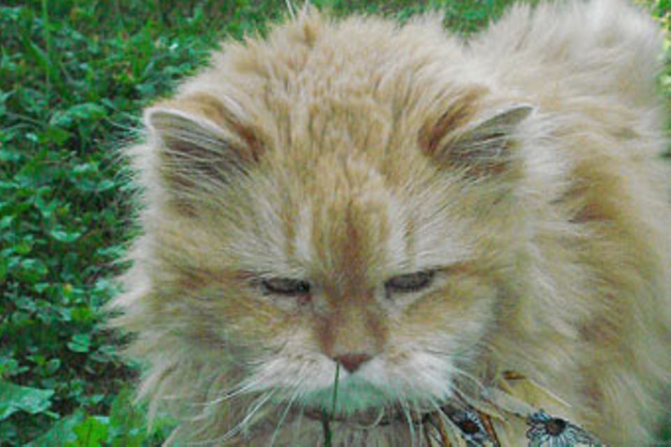 Tierische Helfer: Besuchskatzen
