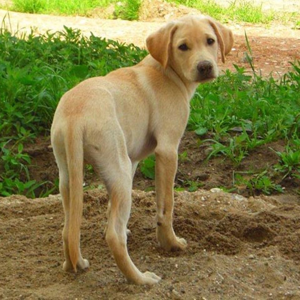 Tierische Helfer: Epilepsiehunde