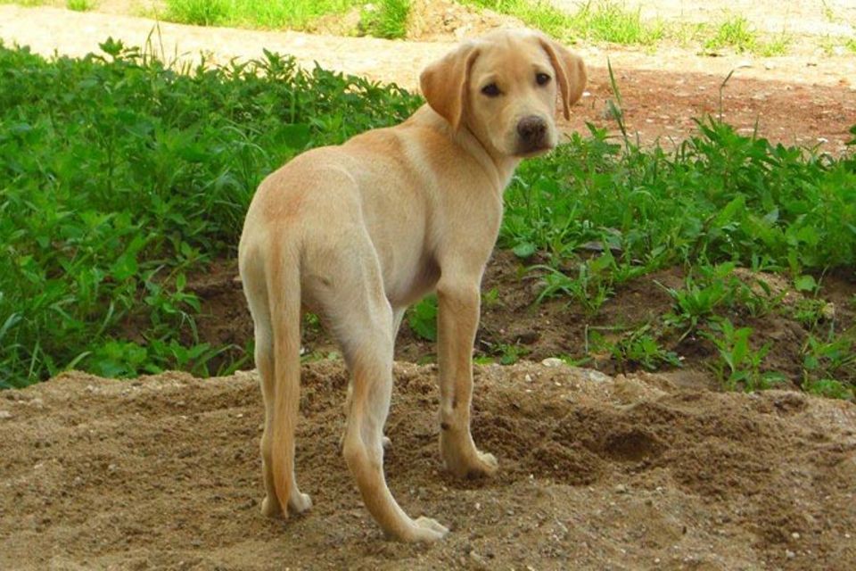 Tierische Helfer: Epilepsiehunde