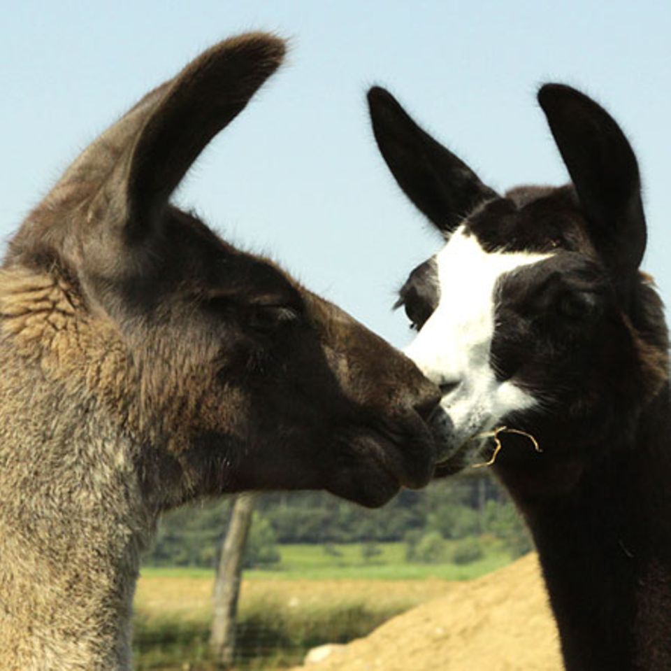Kamele: Tierische Helfer: Lamas