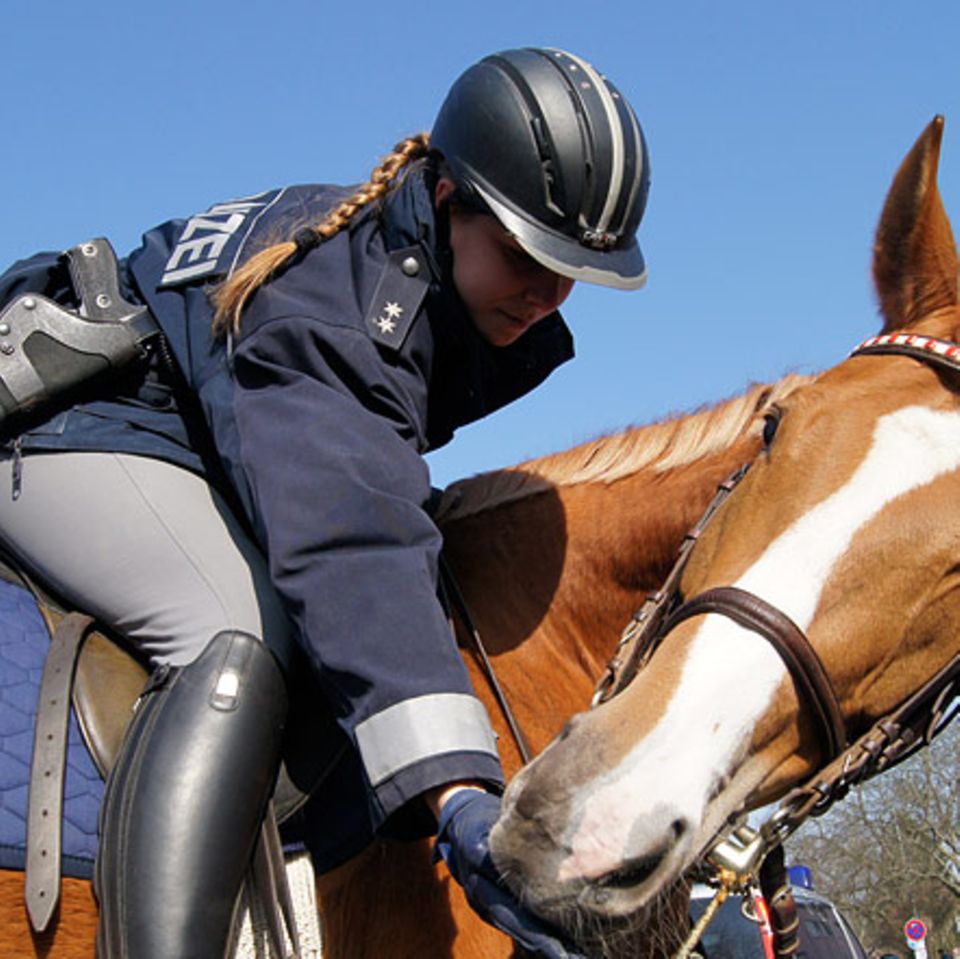 Tierische Helfer: Polizeipferde