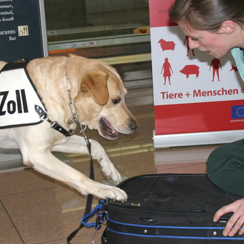 Tierische Helfer: Artenschutzspürhunde