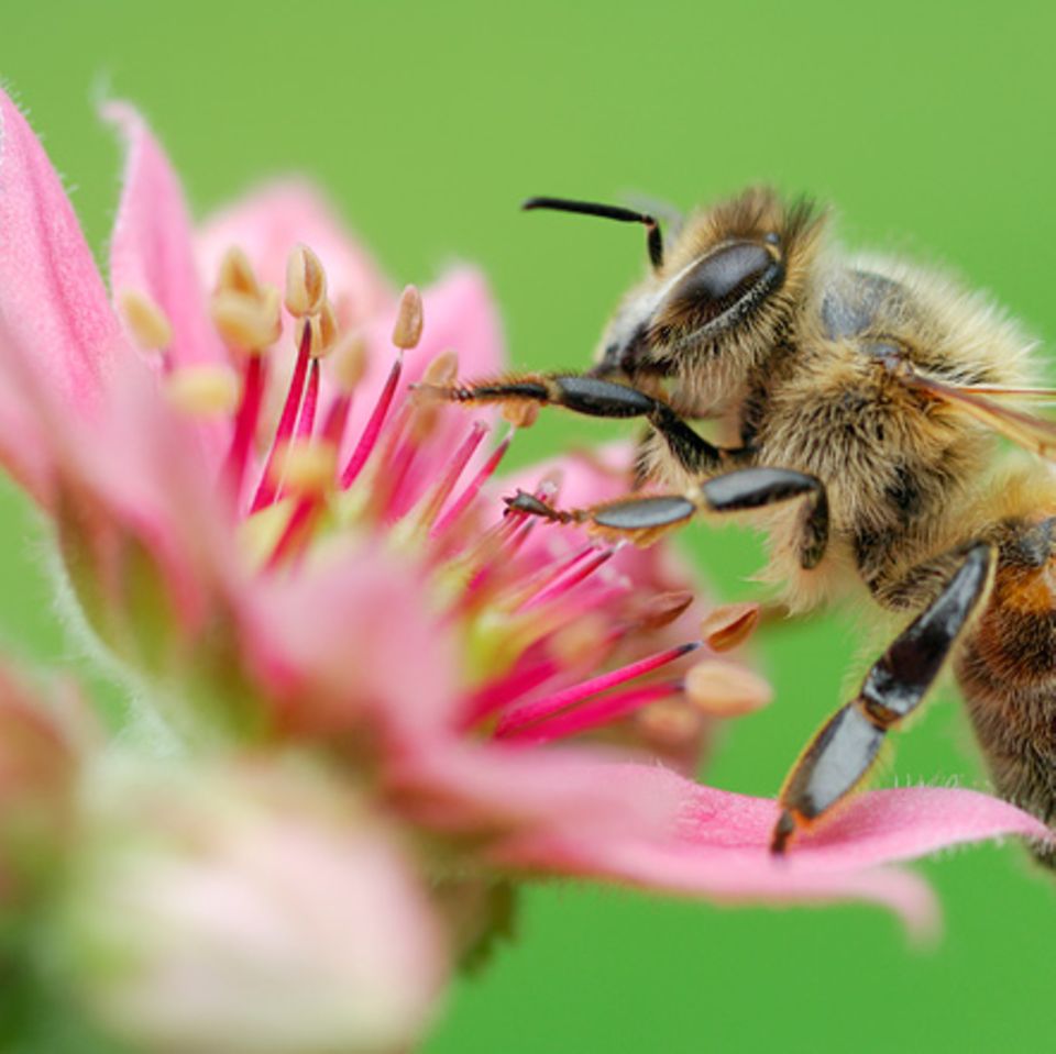 Tierwelt: Bienen: Keine Angst vor Stichen