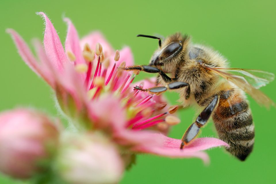 Tierwelt: Bienen: Keine Angst vor Stichen