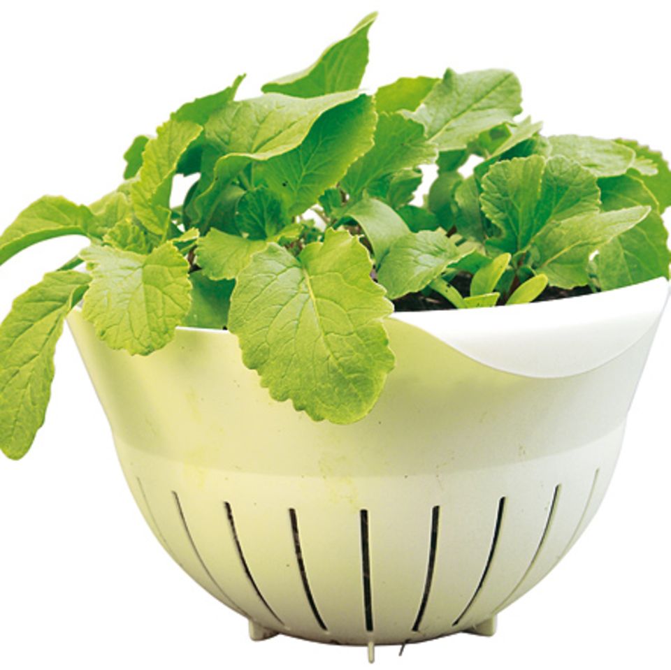 Pflanzen: Urban Gardening