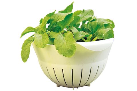 Pflanzen: Urban Gardening
