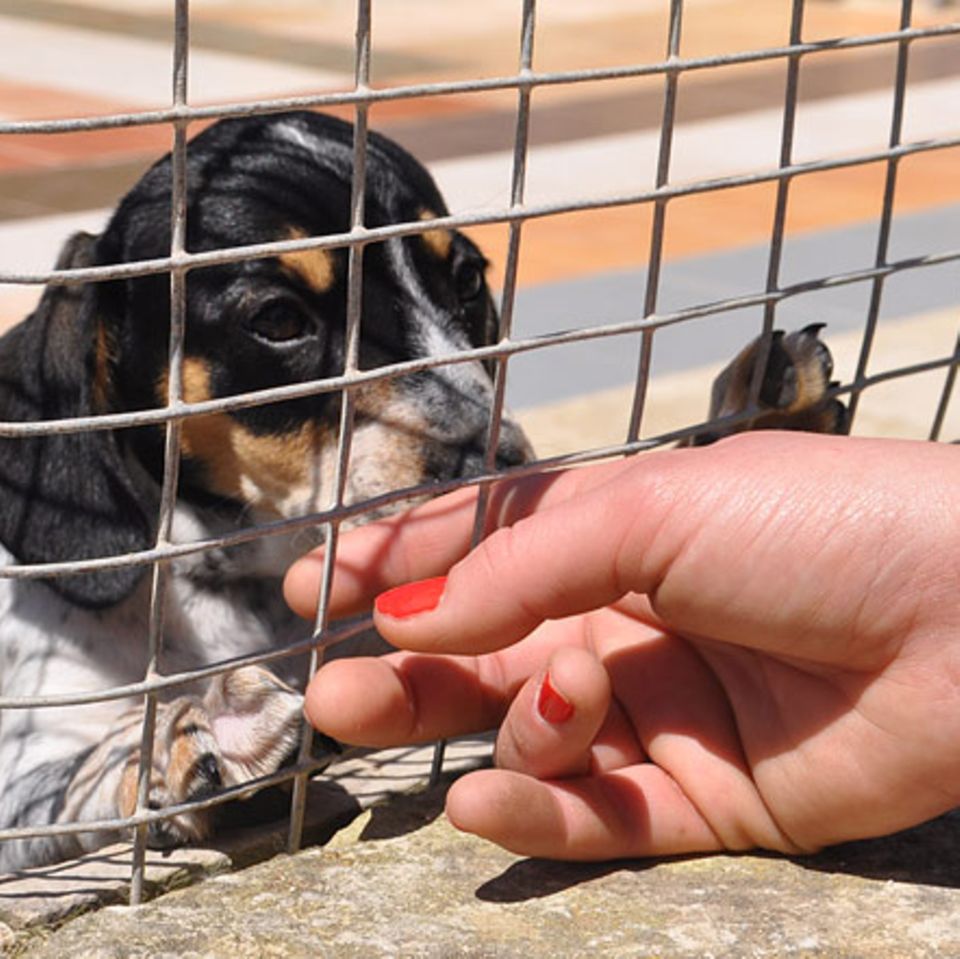 Im Tierheim: Straßenhunde auf Malta