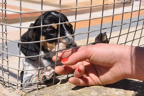 Im Tierheim: Straßenhunde auf Malta