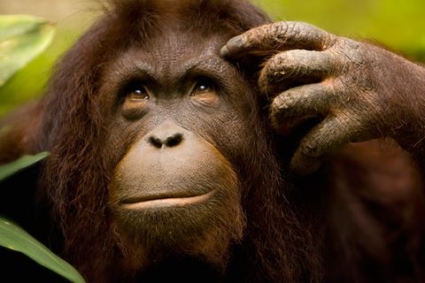 Tiere: Tierisch klug