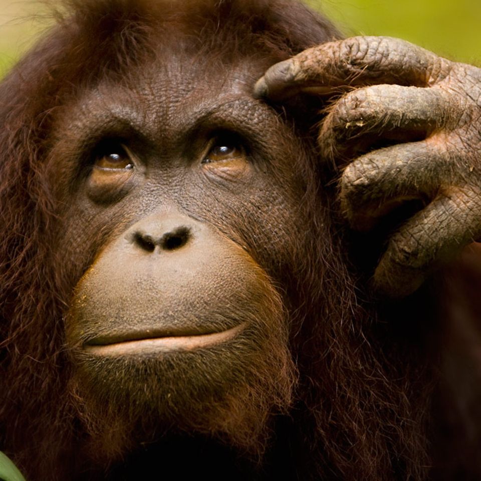 Tiere: Tierisch klug