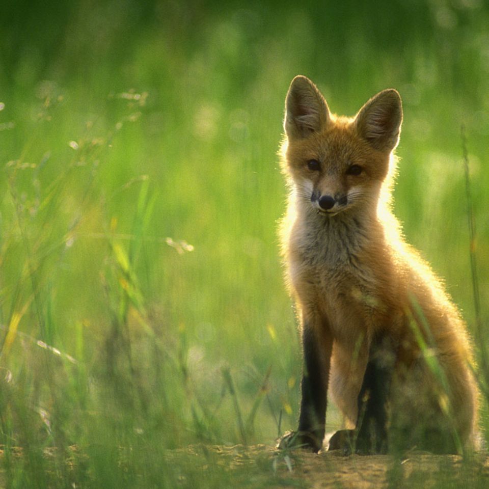 Tierkinder: Ganz schön ausgefuchst