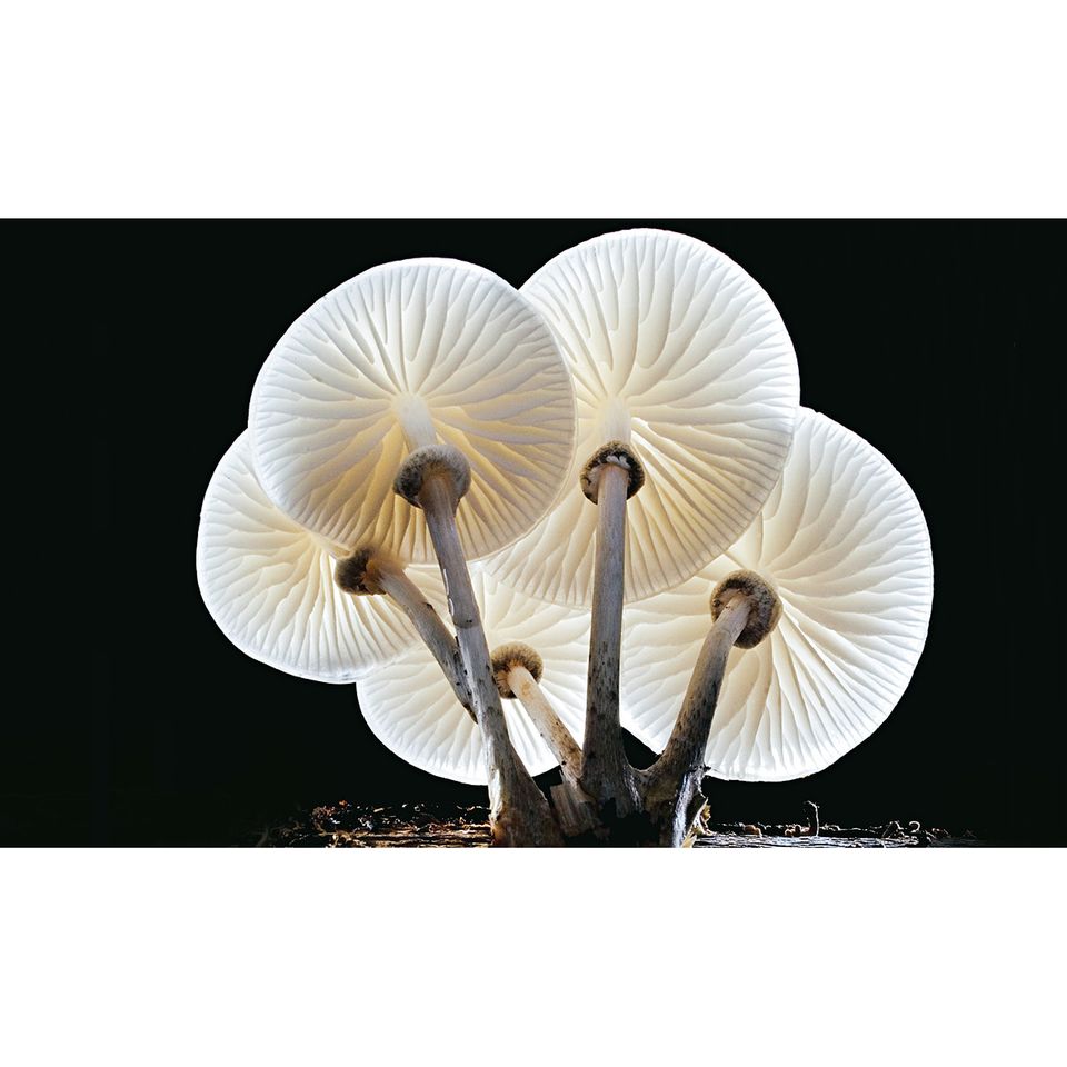 Pilze: Planet der Pilze