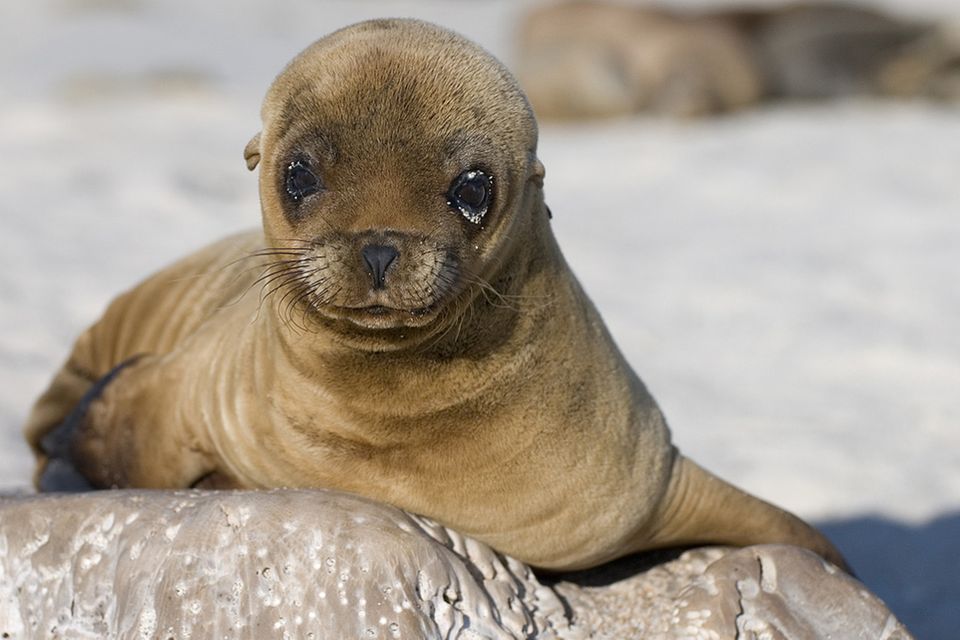 Tierkinder: Ein kleiner Seelöwe erkundet die Welt