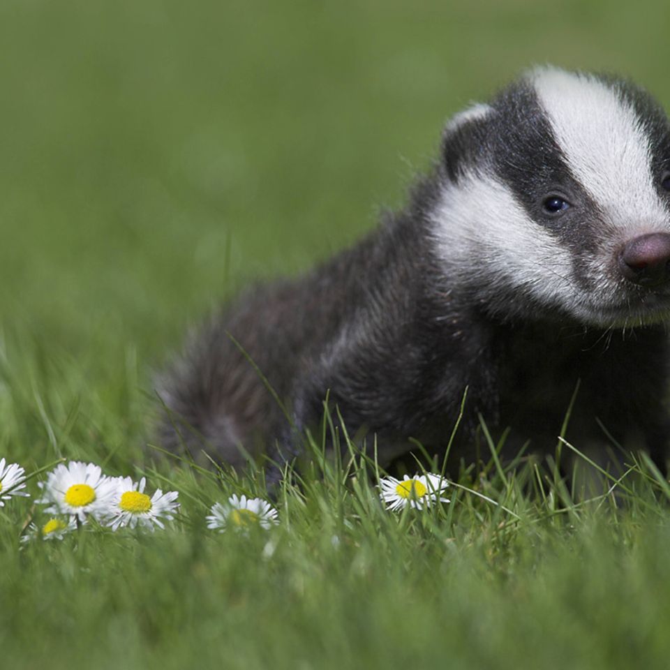 Tierkinder: Die ersten Tage der Dachskinder