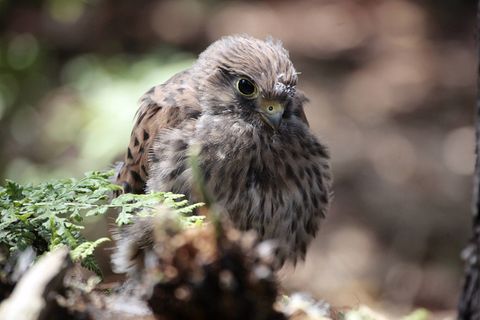 Tierkinder: Nesthocker in luftigen Höhen