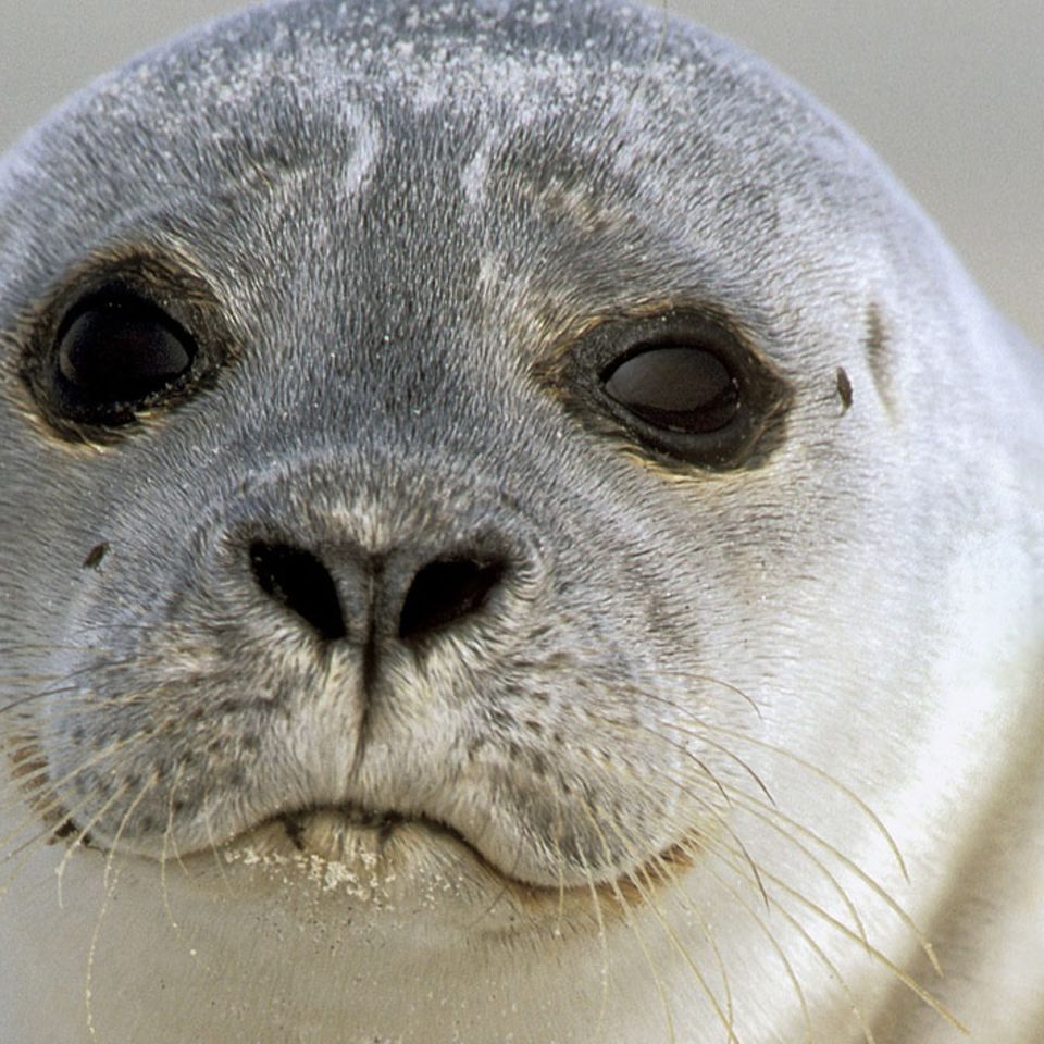Tierkinder: Ein Heuler braucht Hilfe