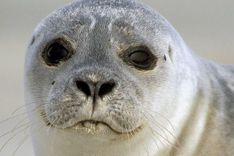 Tierkinder: Ein Heuler braucht Hilfe