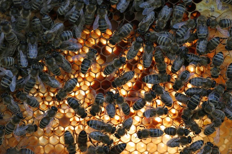 Rettet die Bienen: Warum die Bienen bald aussterben könnten