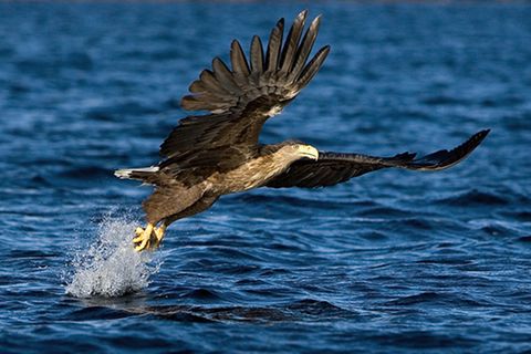 Tierfotograf: Naturkrimis
