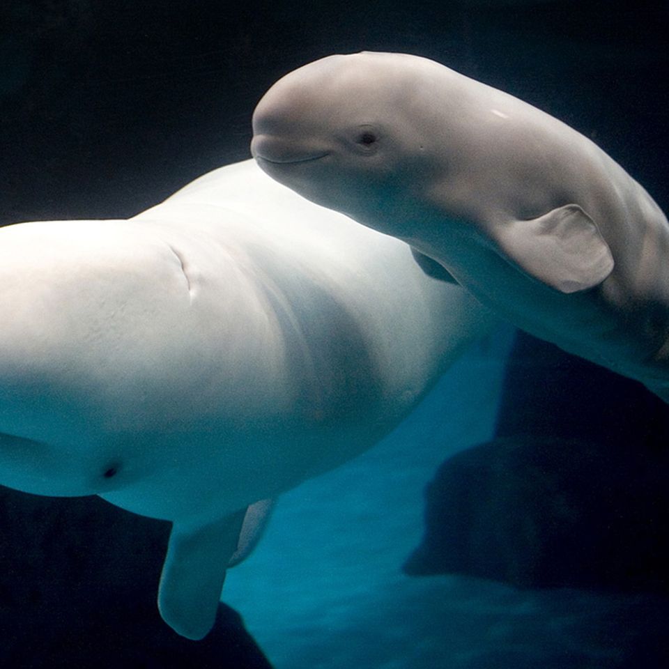 Tierkinder: Gesellige Belugas