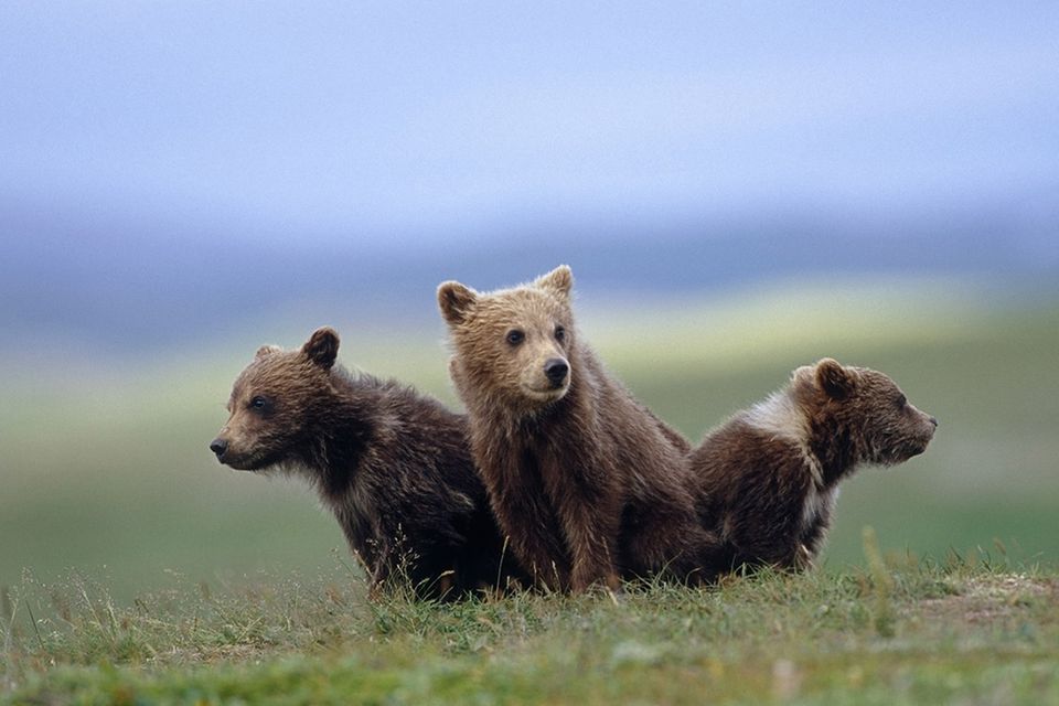 Tierkinder: Treue Bärenfamilie