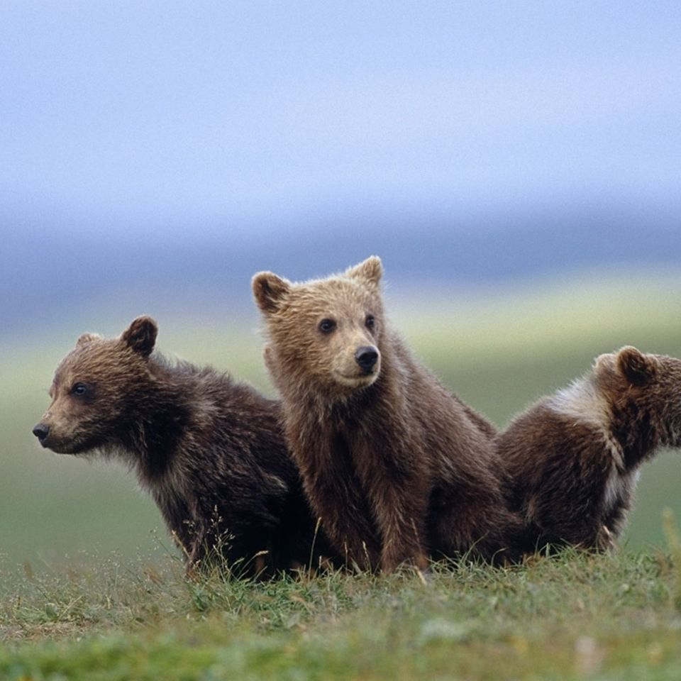 Tierkinder: Treue Bärenfamilie