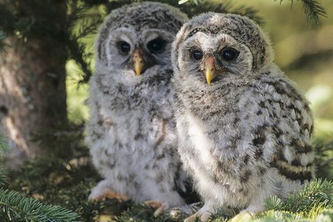 Tierkinder: Gewagte Flugstunden
