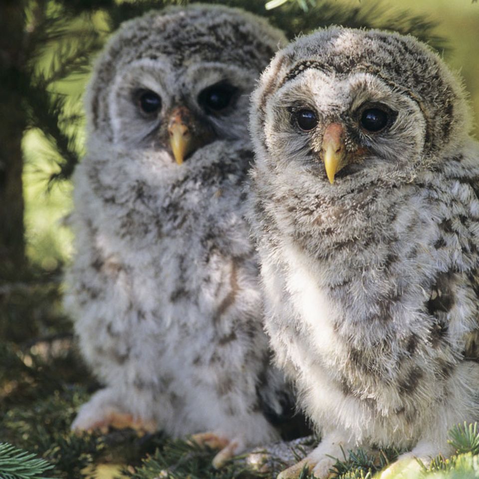 Tierkinder: Gewagte Flugstunden