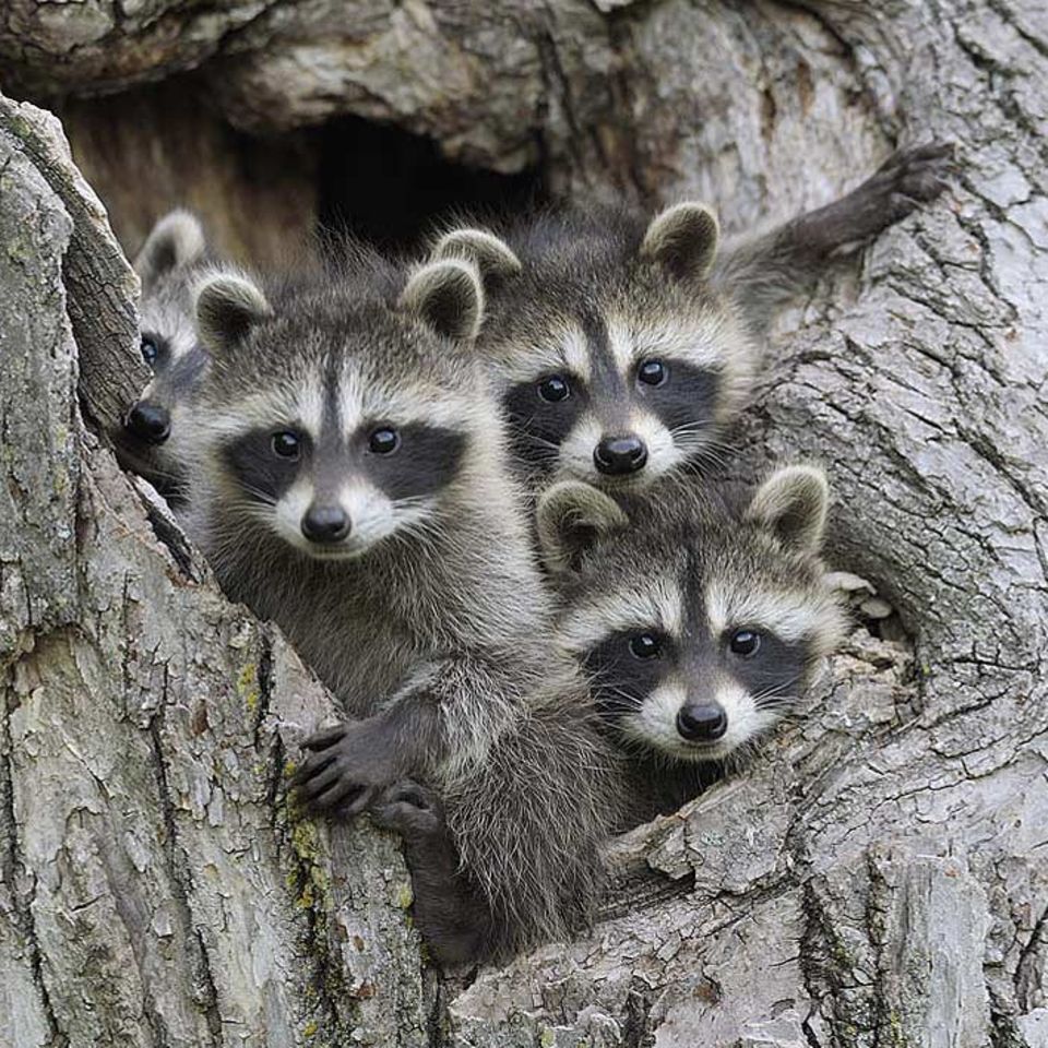 Tierkinder: Hungrige Waschbärwelpen
