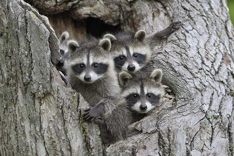 Tierkinder: Hungrige Waschbärwelpen