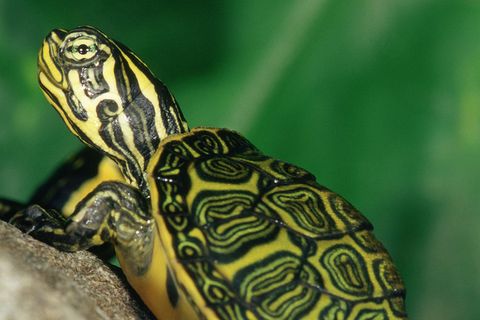 Tierkinder: Sumpfschildkröten