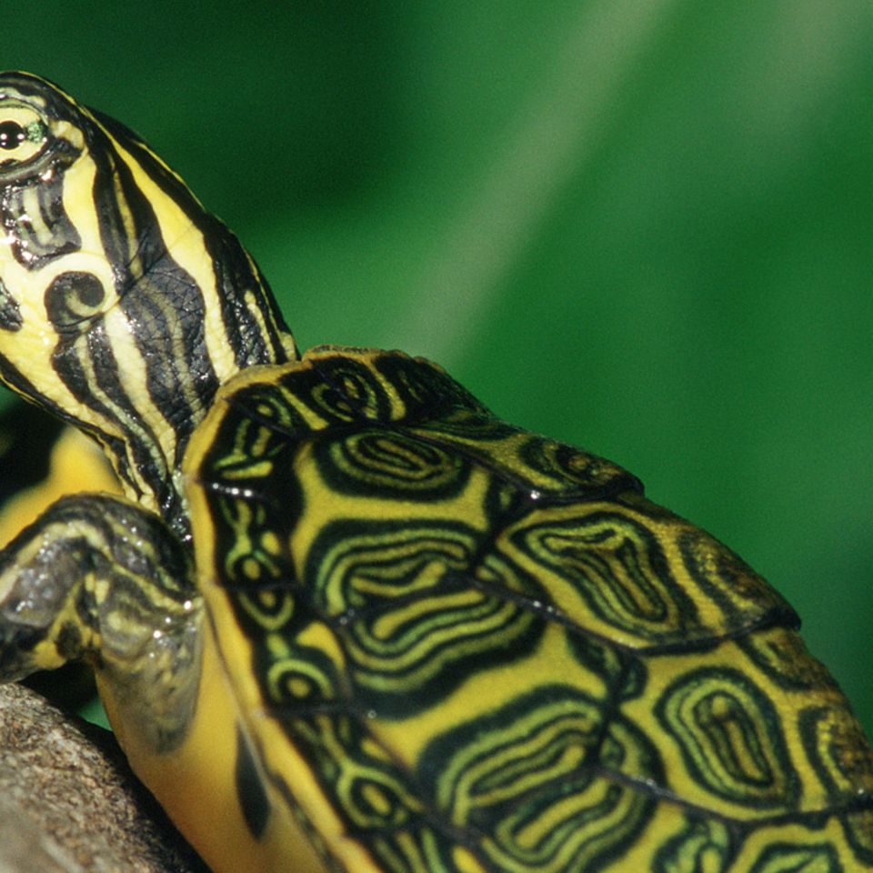 Tierkinder: Sumpfschildkröten