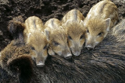 Tierkinder: Immer der Nase nach