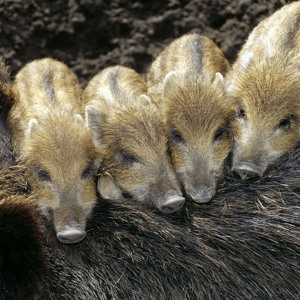 Tierkinder: Immer der Nase nach