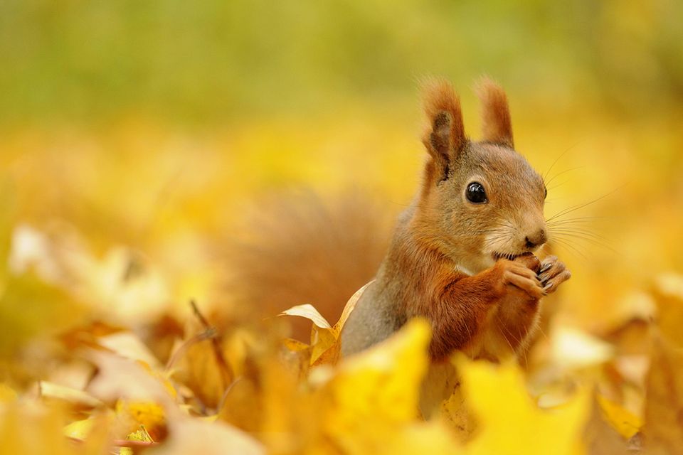Tierkinder: Mit großen Sprüngen ins Leben