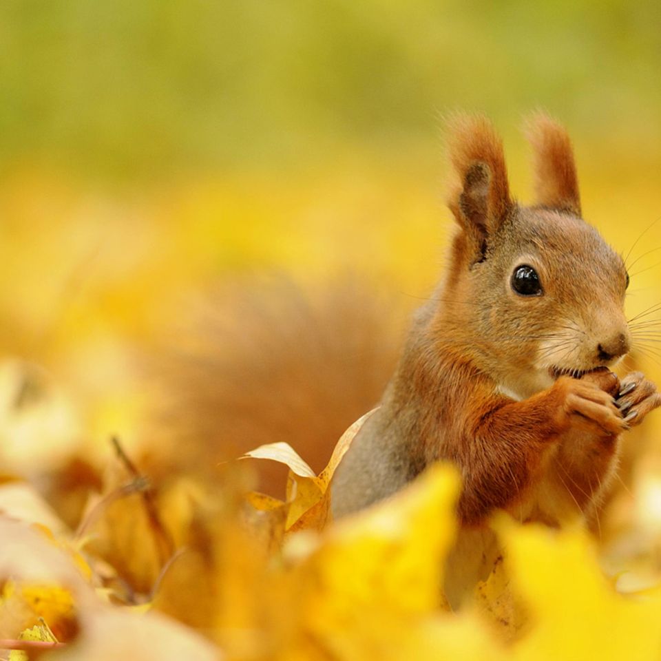 Tierkinder: Mit großen Sprüngen ins Leben