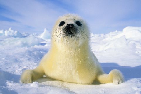 Tierkinder: Eisiger Start ins Leben