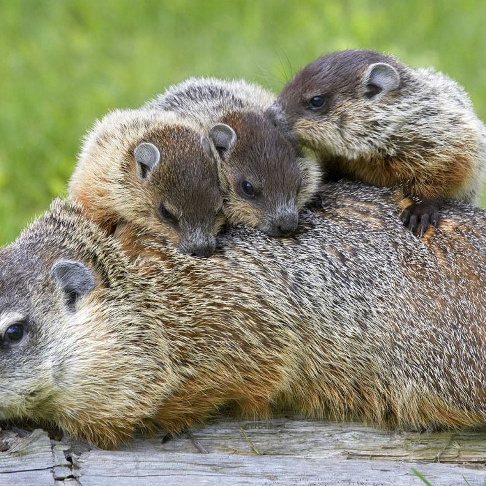 Tierkinder: Murmeltiere erblicken das Licht der Welt