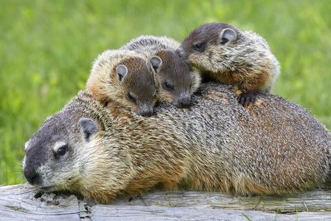 Tierkinder: Murmeltiere erblicken das Licht der Welt